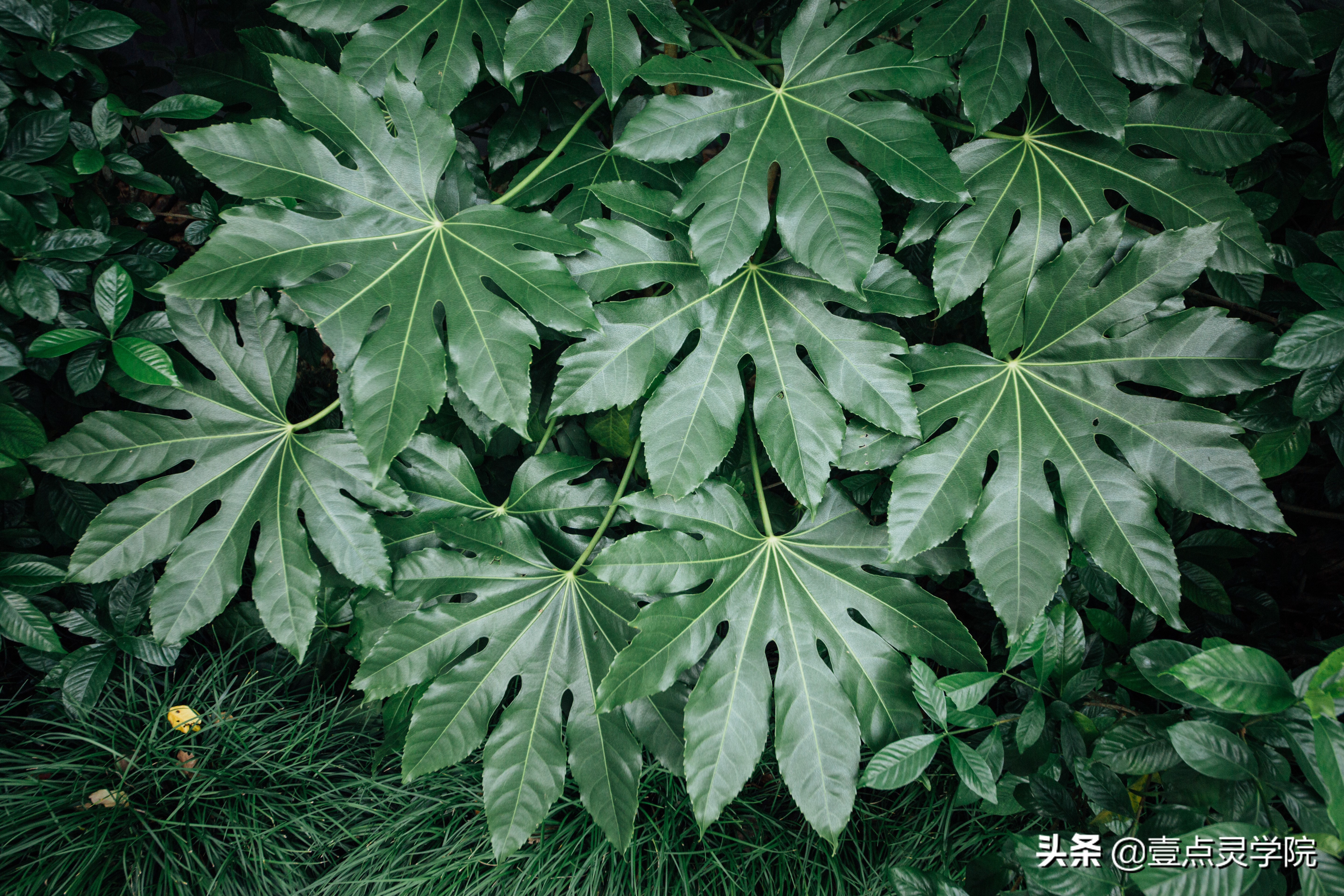 露丝拥有奇幻能量是哪一期,露丝一辈子会经历什么