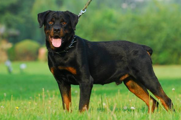 适合家庭养的能看家护院的狗,适合看家护院性格温顺的狗