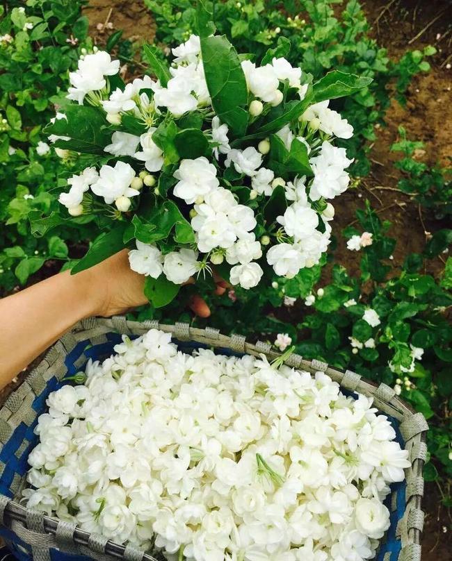 人养花花养人下句,什么花好养活又好看还可以吃的