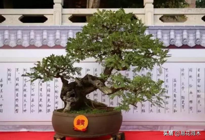 清香木盆景黄叶掉叶是什么原因,清香木黄叶掉叶如何处理