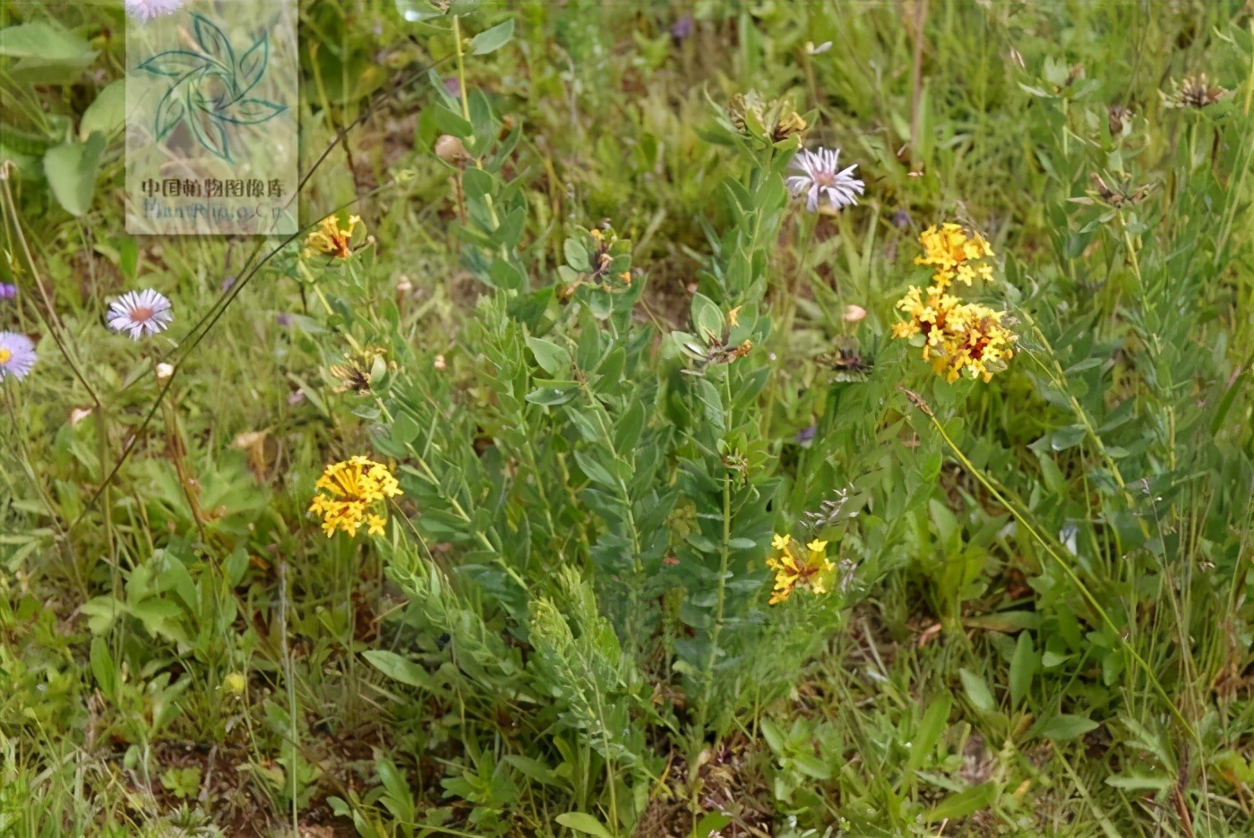 狼毒膏一日抹几次,一日一草图片大全集