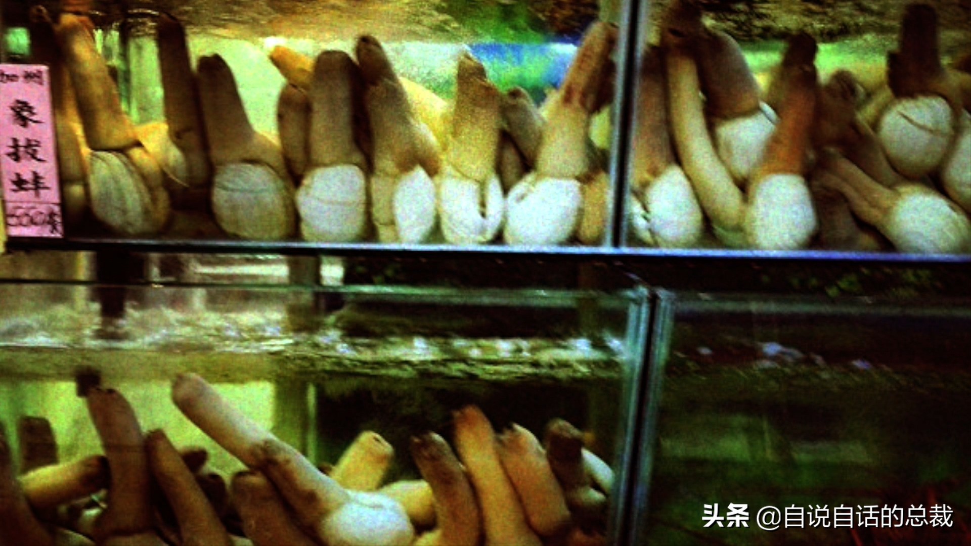 蚬蚌蛏的区别是什么,蚶子蛤蜊蚬子区别