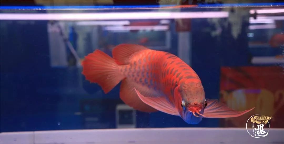 龙鱼发色用太阳好还是灯好,龙鱼发色灯和增艳灯区别