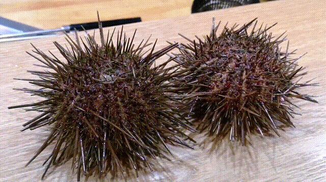 昆明唯一屋顶清真居酒屋，居然还能吃到活鳗鱼，48元清酒喝到嗨