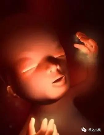 孕期胎儿成长图鉴,孕期胚胎成长图片