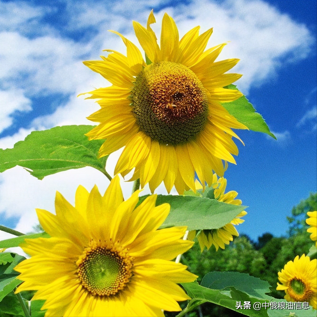 俄罗斯顿河葵花籽油,葵花籽油菜籽油俄罗斯