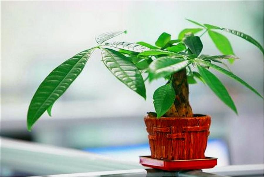 家里养什么大绿植最好养又招财,最适合在客厅养的易存活绿植