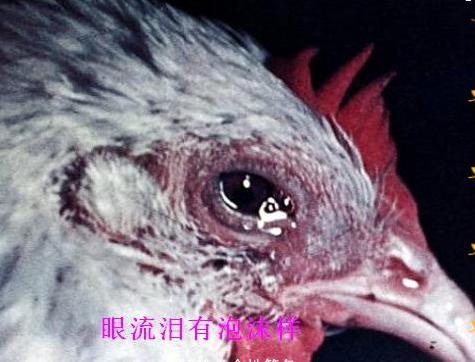 养殖场支原体怎么才能彻底根除,支原体防治原则