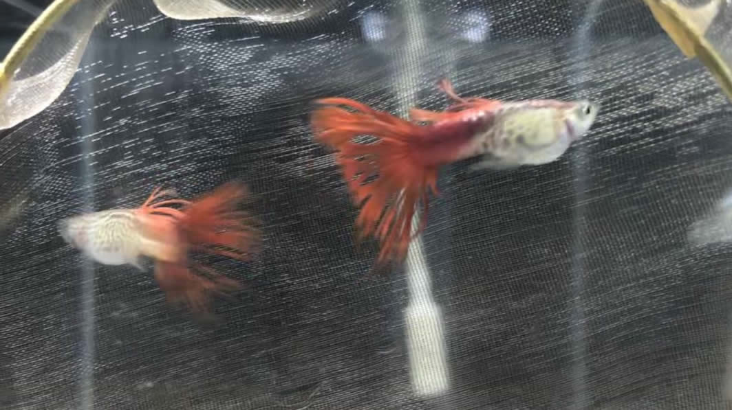 孔雀鱼有血病怎么治,孔雀鱼内出血能自愈吗