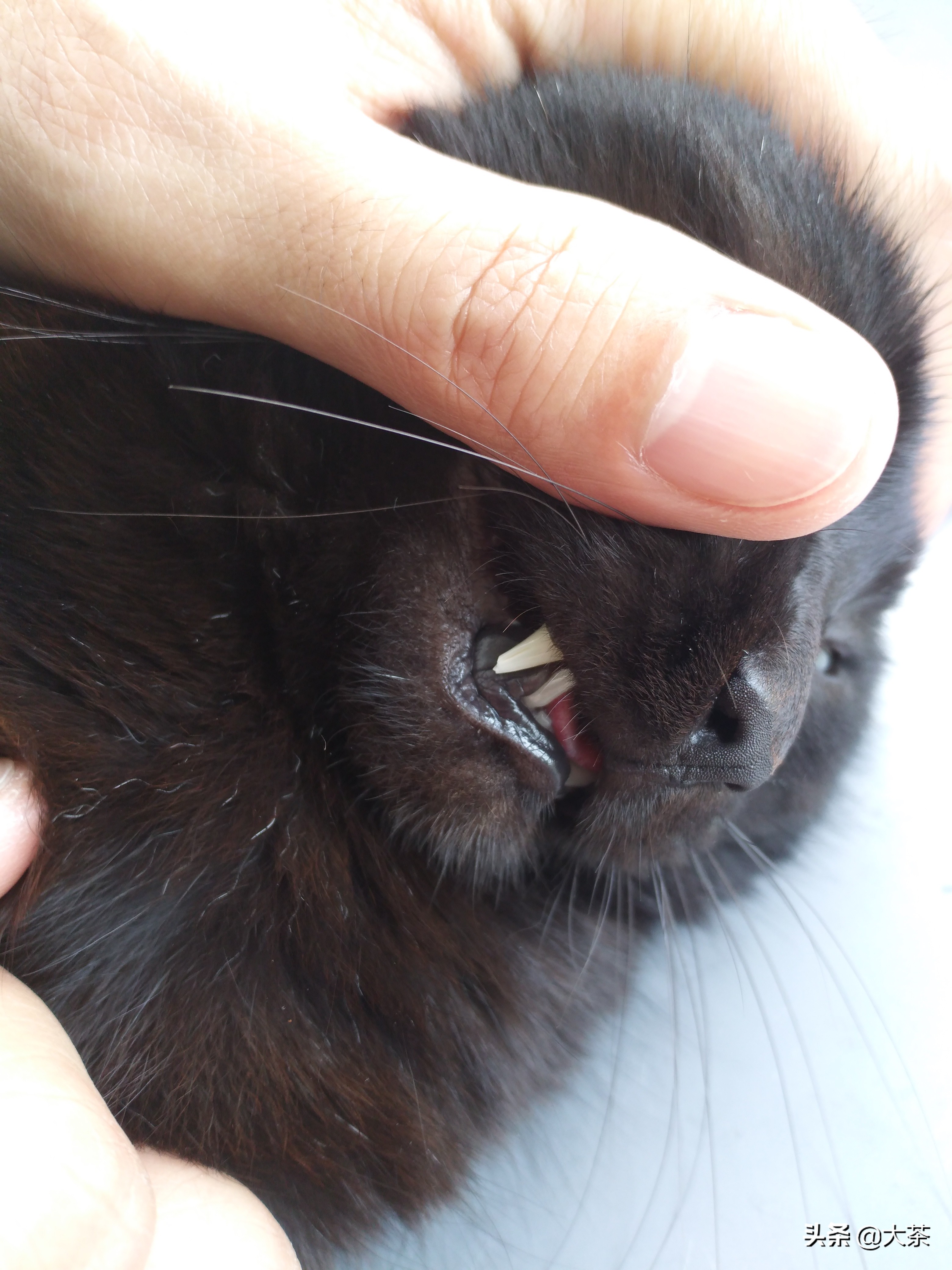 猫咪的牙齿断了一截有红点,猫咪牙齿断了一截怎么办