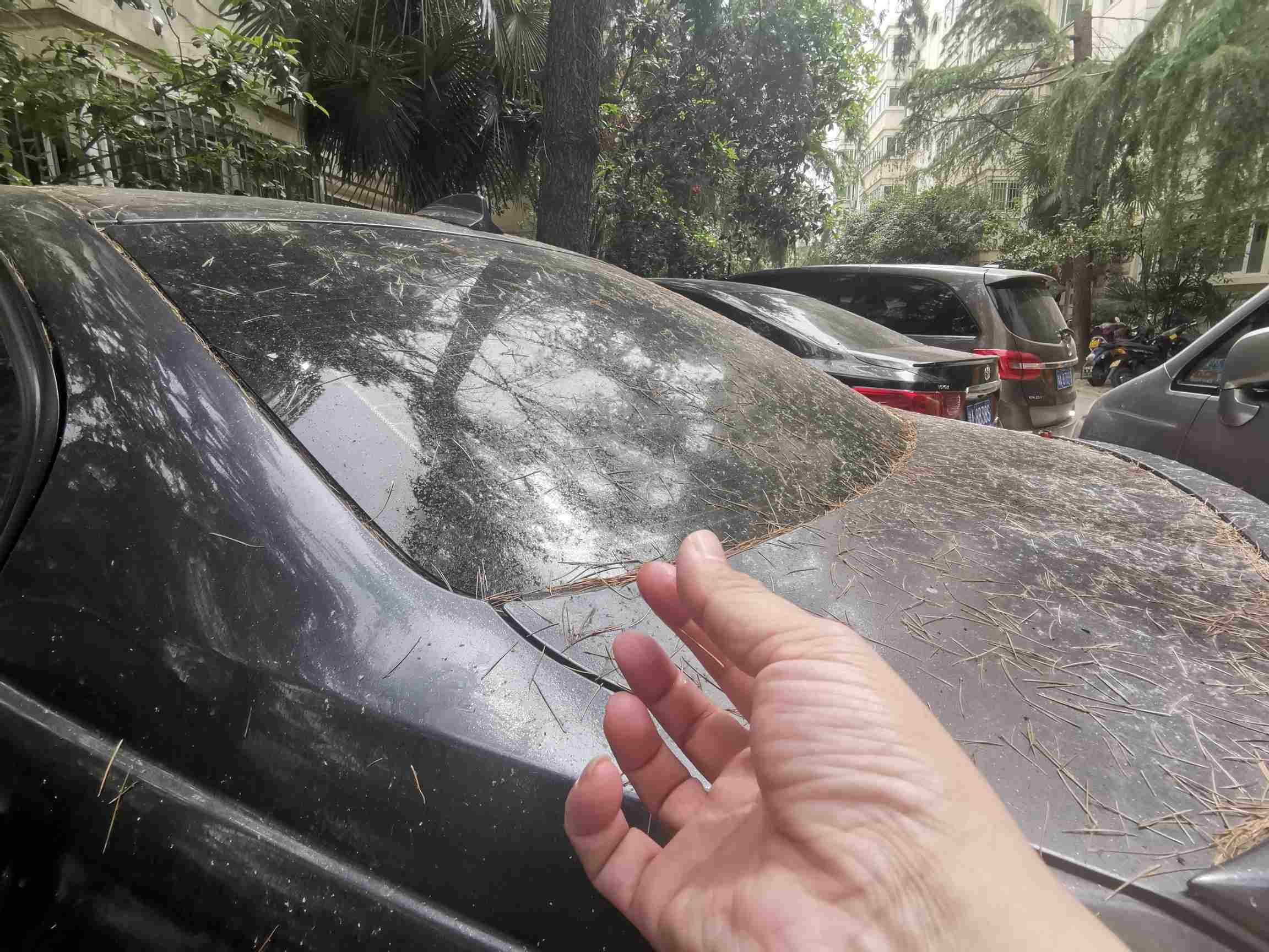 小区树滴油到车上,小区里的风景树滴油是怎么回事