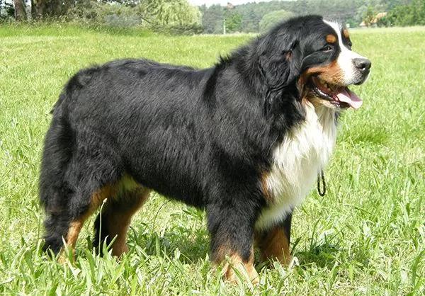 令人惊叹的狗狗品种你一定要了解,这些不常见的狗狗品种你认识几个