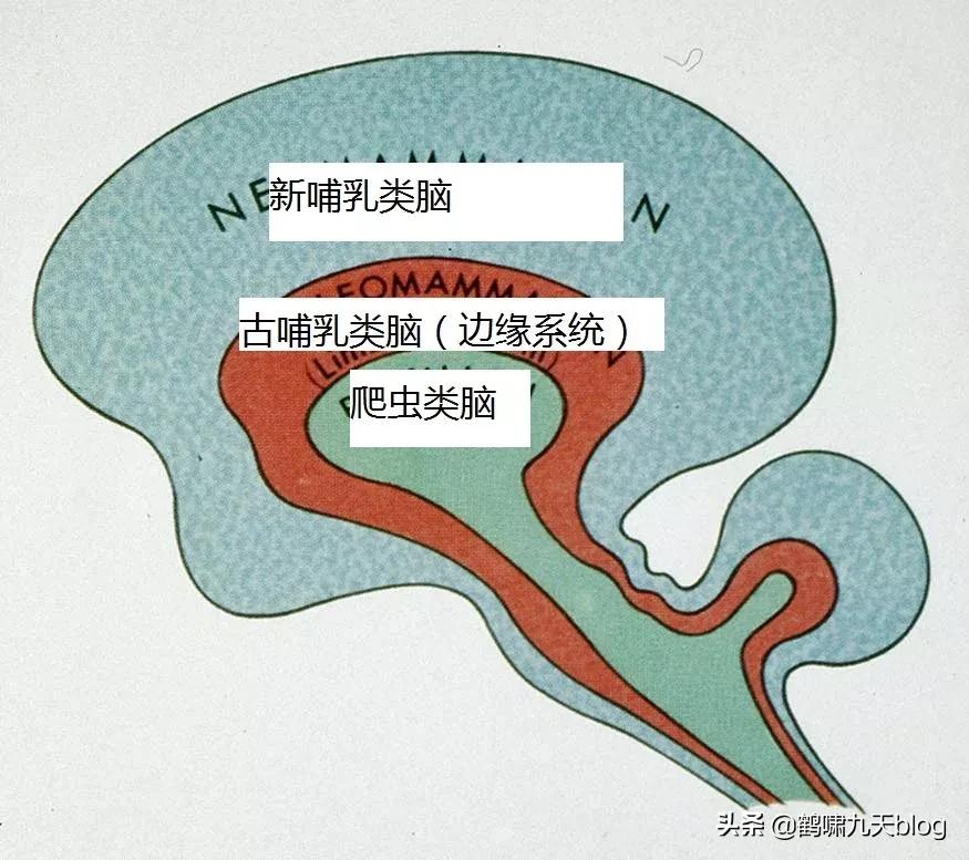 人类大脑如何超越人工智能,人类的出路在于将自身升级为神