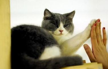 没有被猫狗咬可以打狂犬病疫苗吗,被家猫咬伤出血要打狂犬疫苗吗