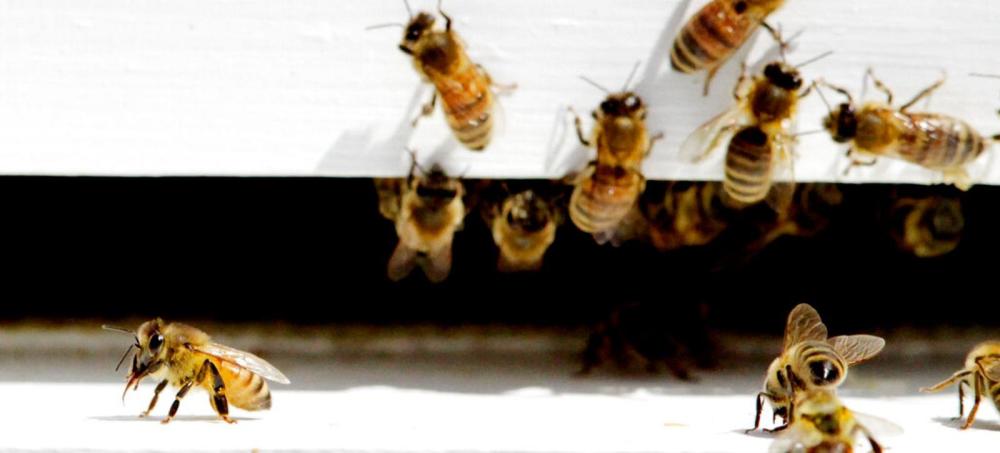 63只企鹅疑似被蛰死,南极企鹅被蜜蜂蛰死