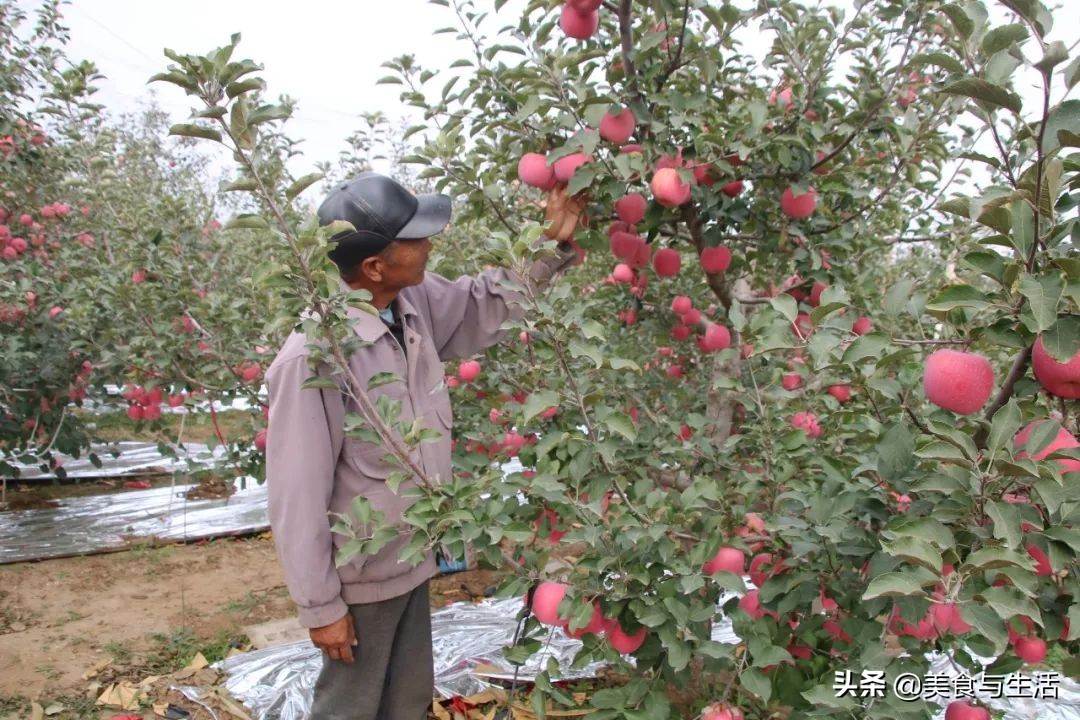 烟台红富士苹果推荐,山东烟台红富士苹果好物分享