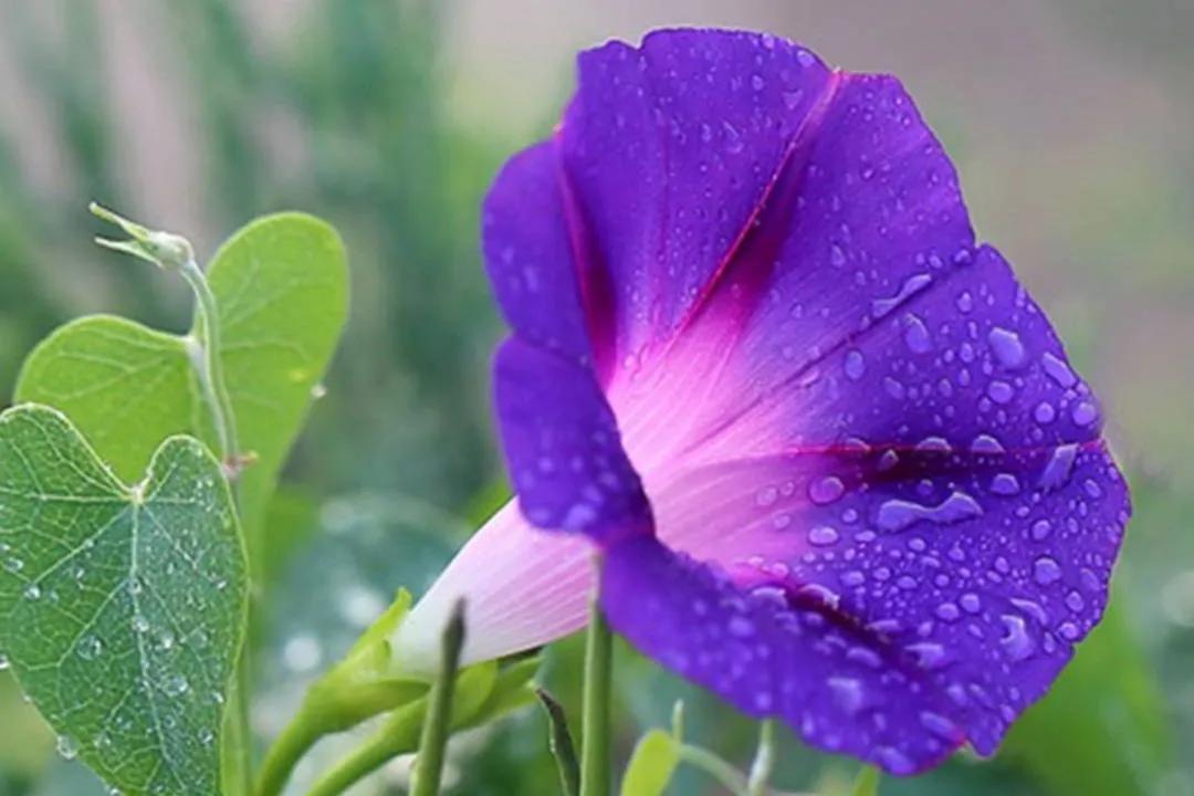 倔强的牵牛,倔强的紫藤花