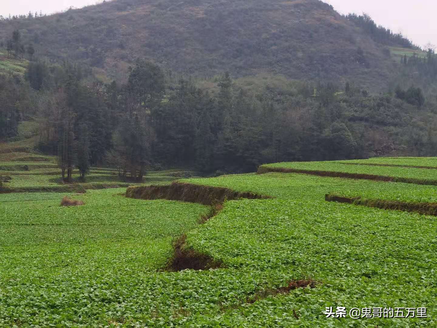 鬼哥的五万里D118骑记：云南，未来可期,泸西县-罗平县