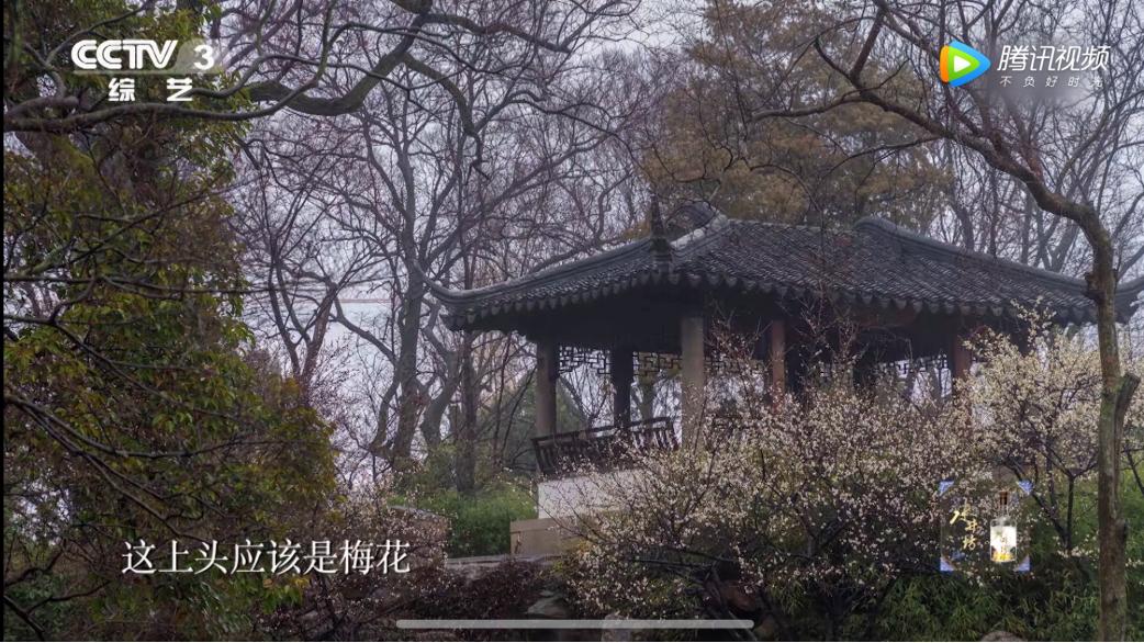 这株四百多年的紫藤，背后是整个江南园林