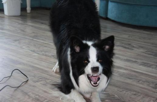 狗狗呲牙是表示它害怕吗,狗狗一打它就咧嘴呲牙很凶怎么办