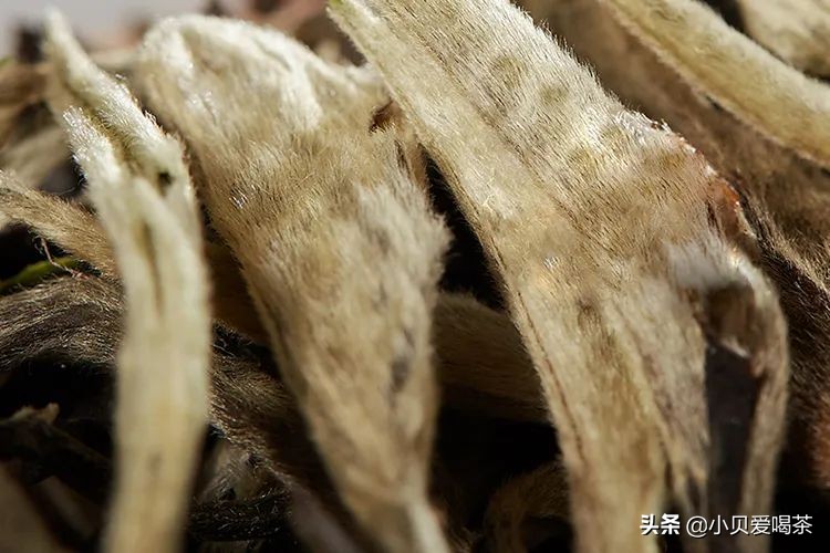 茶毫多的茶叶等级比较高,茶叶茶毫多与茶毫少的区别是什么