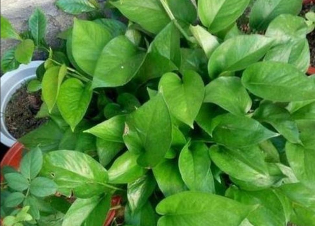 绿萝喜阴怎么养,绿萝的三大功效