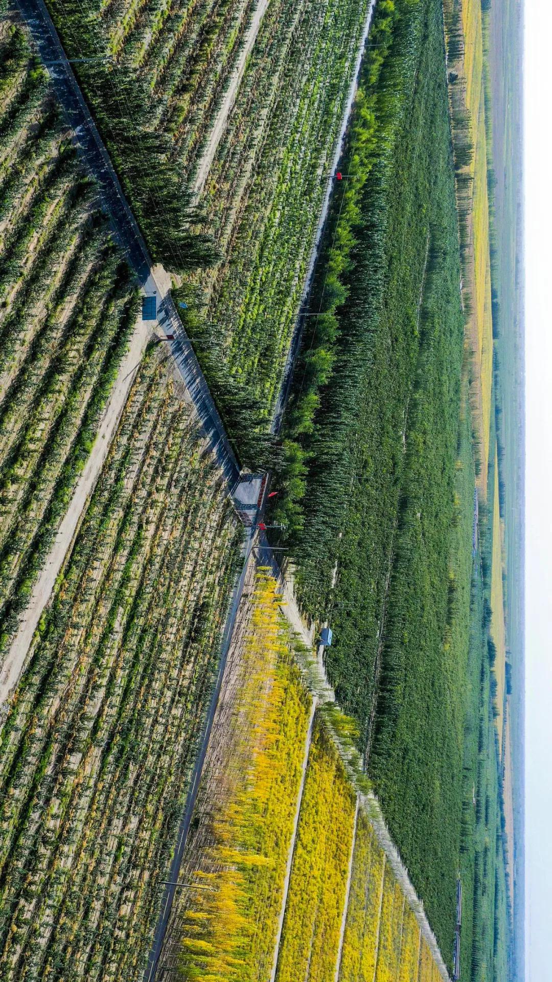 中国植树造林面积,中国植树造林成果国外有什么看法