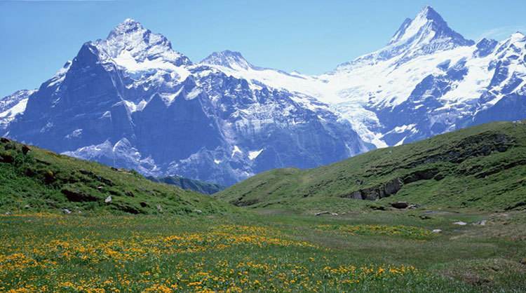 天山雪菊自家种的功效咋样,天山雪菊可以长期存放吗