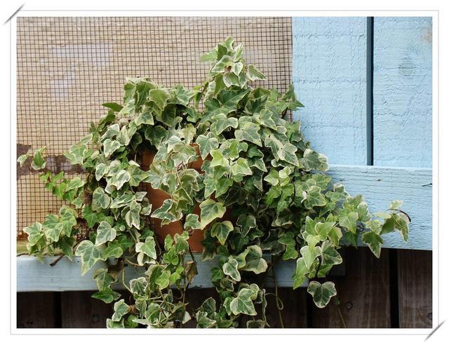 室内吸甲醛最好的10种花,新家养什么花可以除甲醛