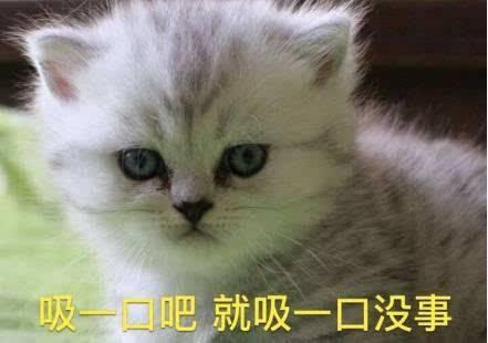 关于撸猫的古诗,撸猫古诗词