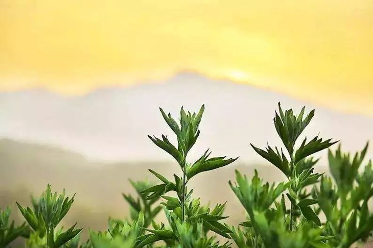 阴雨天就穿这款艾草内衣，穿出乳腺健康，美得让人心动！