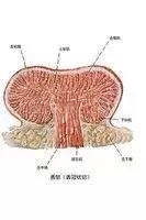opt口肌评估,opt面部提拉