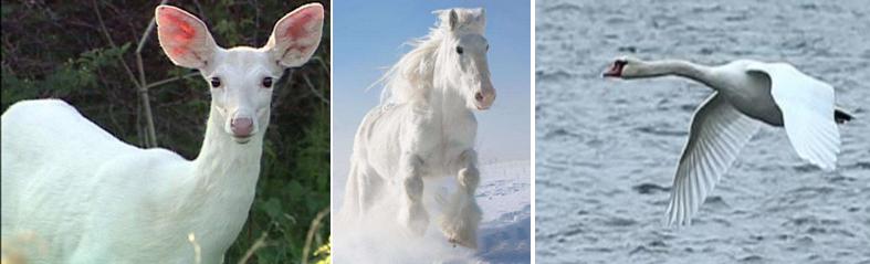 契丹人传统,契丹族习俗特点