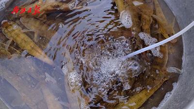 肥美的河鲜,肇庆哪里有河鲜卖