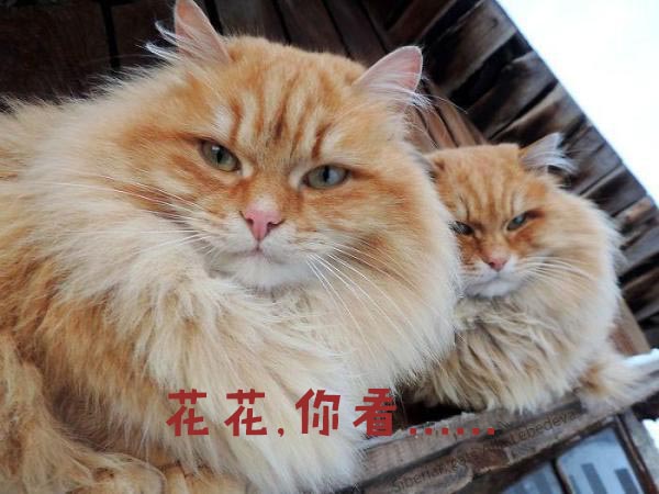 圣诞节的喵星人霸气又略萌,猫奴必看!又骗我养猫?