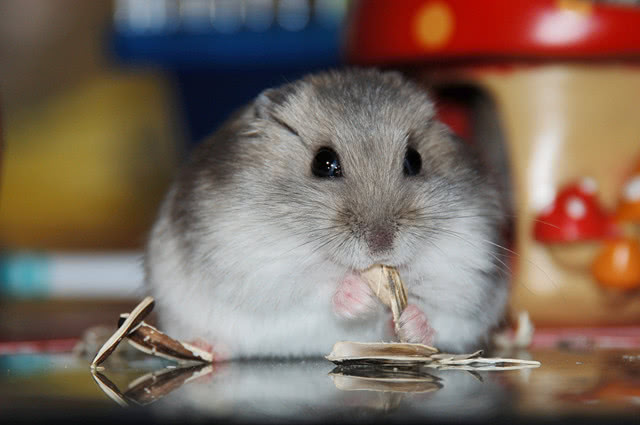 养仓鼠的四大误区是什么,仓鼠普及的知识