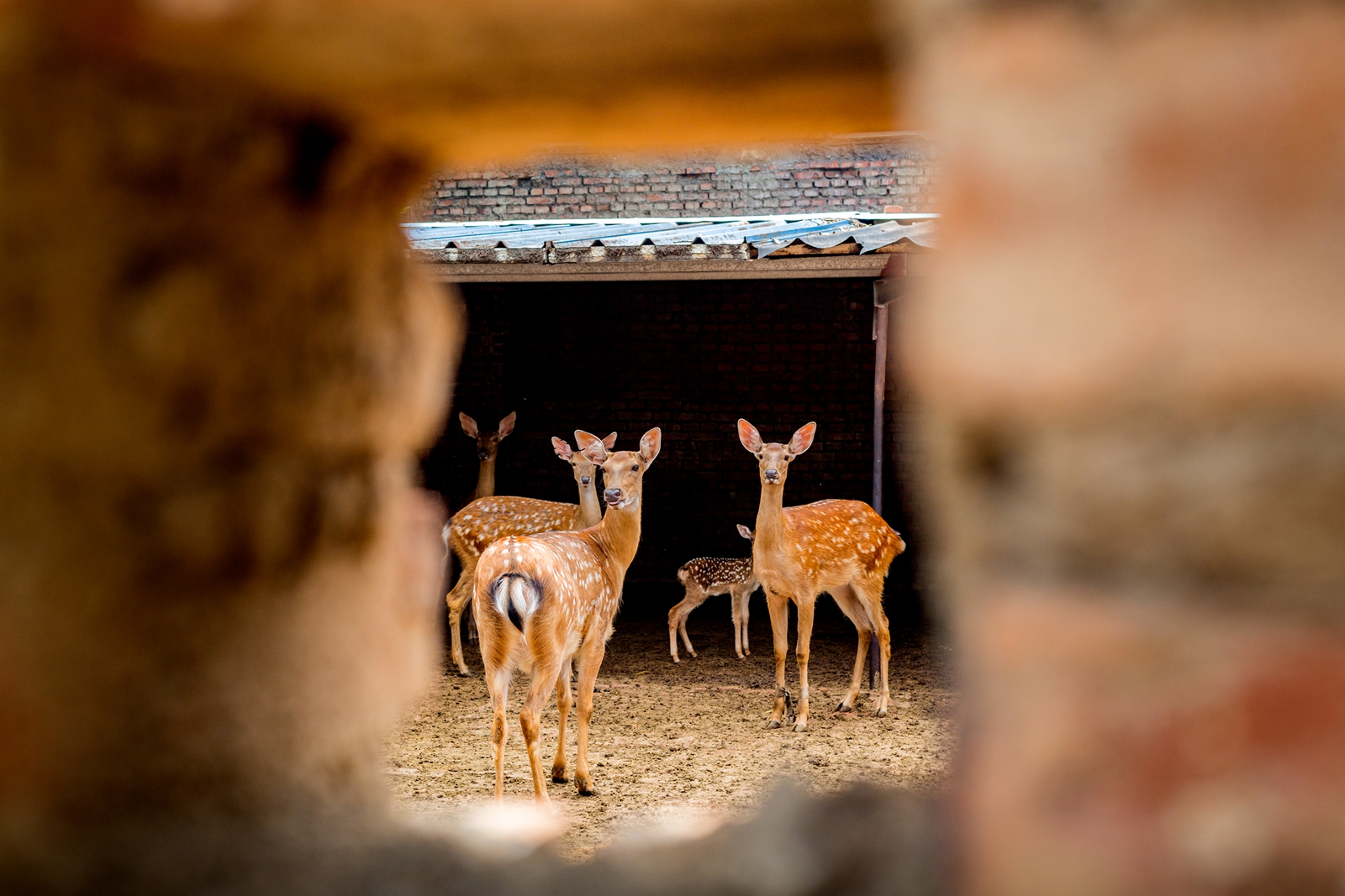山东邹平市:退役军人夏方刚靠养殖梅花鹿走上致富路