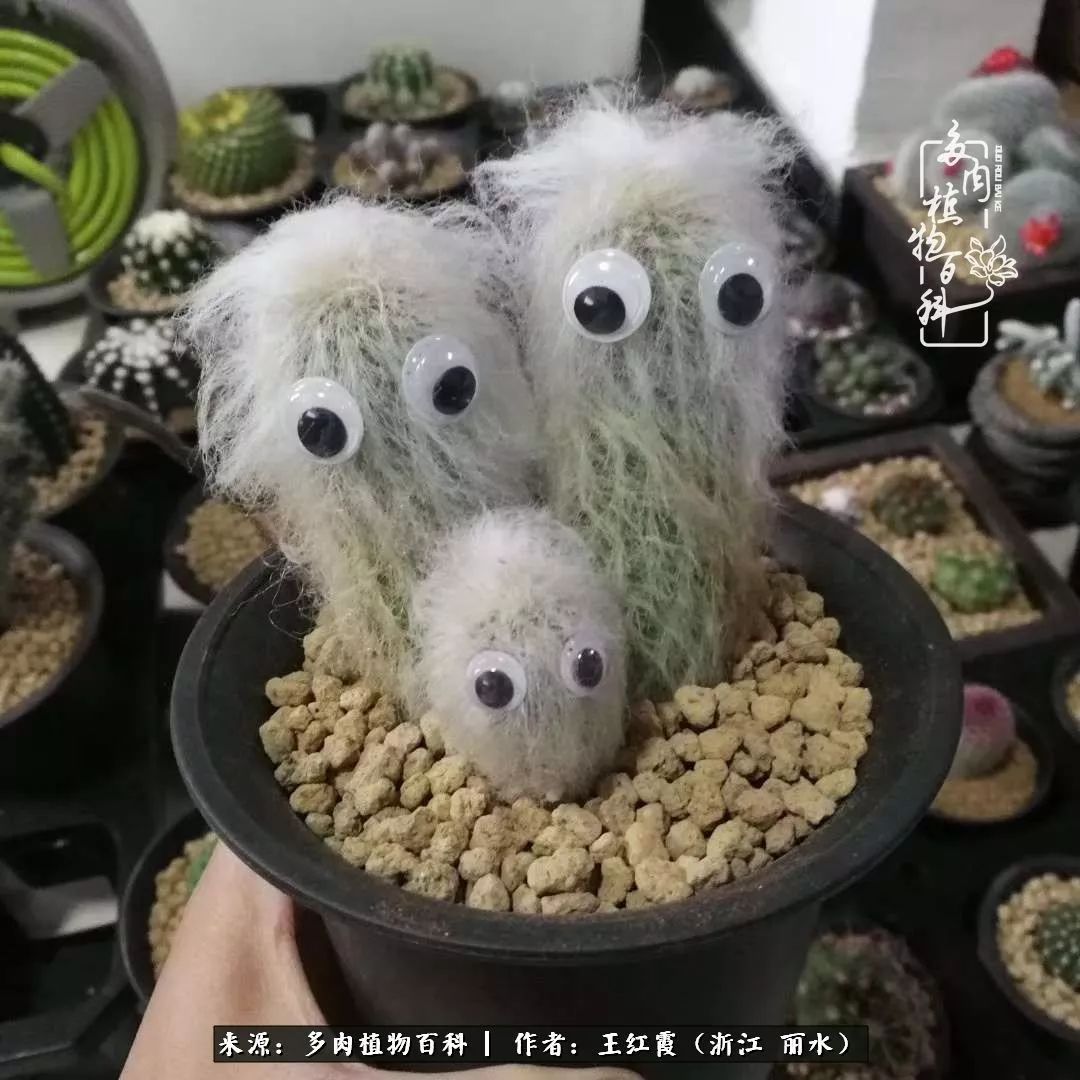 仙人球露养条件,仙人球的露养方法