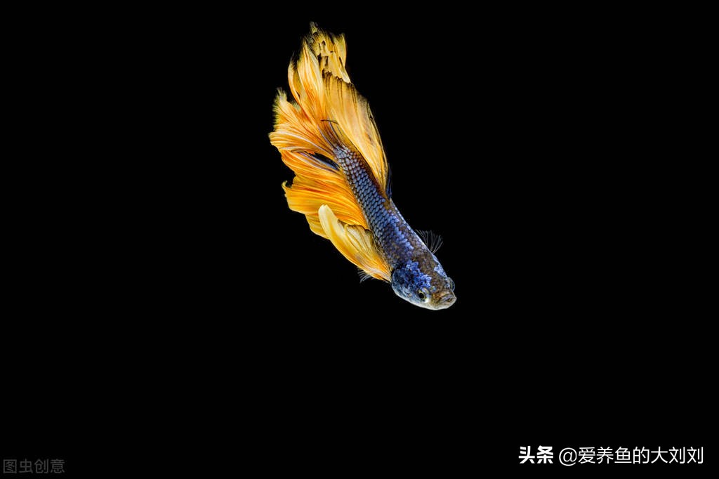 鱼缸水变绿的原因和预防解决方案,院子里鱼缸水变绿了怎样变清澈