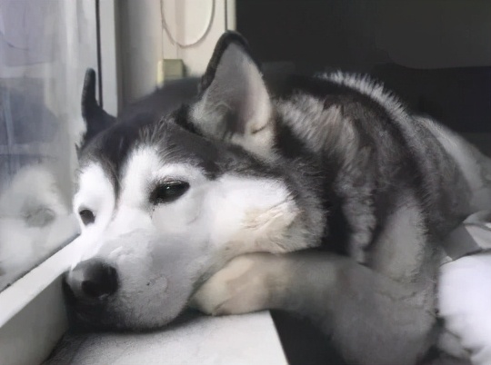 狗狗吃醋推开小主人,狗狗见主人抱猫咪吃醋