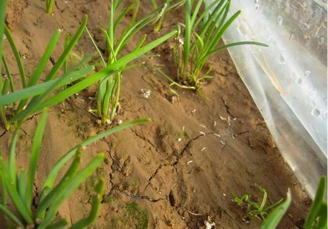 迟眼蕈蚊如何消灭,迟眼蕈蚊的发生与防治