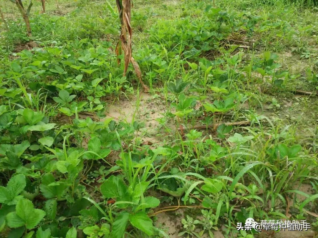 草莓出现了叶斑病怎么办,如何预防草莓叶斑病