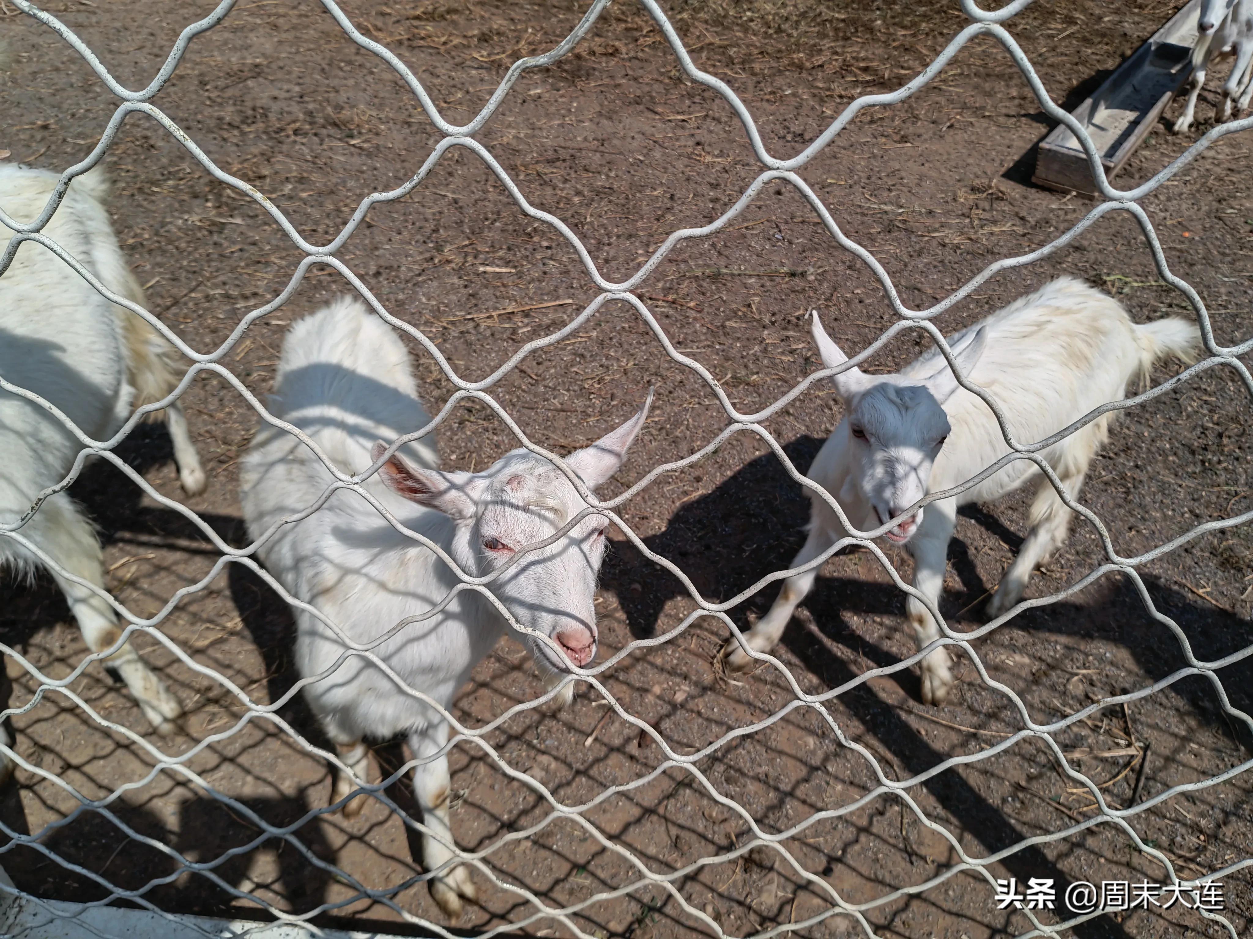 铭湖牧场是哪,铭湖牧场简介