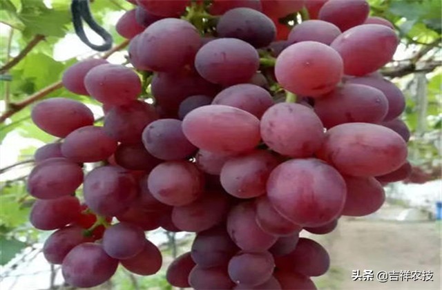 红提温室葡萄栽培技术视频,平架红提葡萄栽培技术