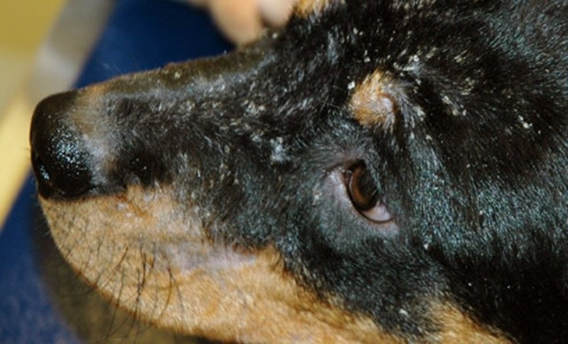 狗狗常见皮肤病与药物治疗,什么沐浴露预防狗狗皮肤病