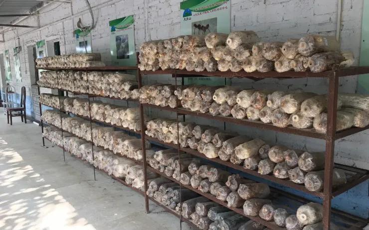 你知道韩国的国花：木槿花么？用来配鸡煲鲜美异常