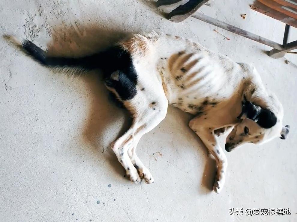 老年人斑点狗被遗弃,流浪狗被遗弃骨瘦如柴