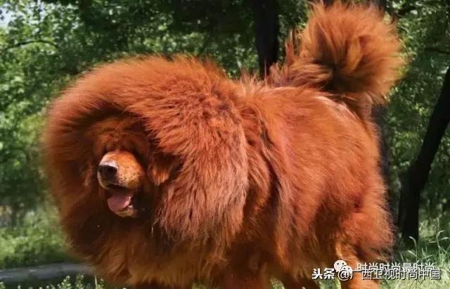 前面头发喜欢炸毛怎么办,头发炸毛是有小情绪了怎么安抚