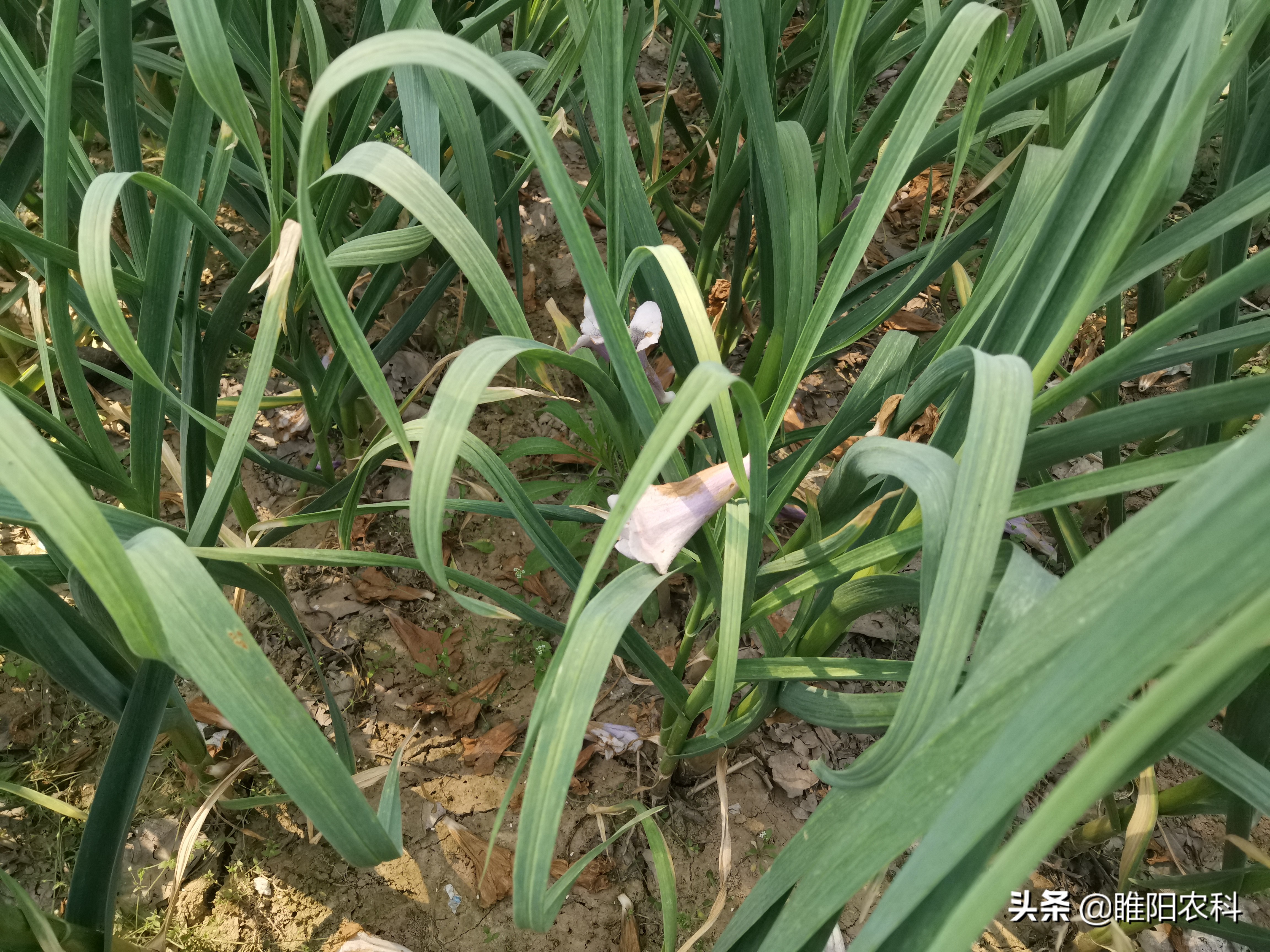 大蒜追肥用3个15的复合肥可以吗,大蒜追肥用尿素还是用硝酸铵钙呢