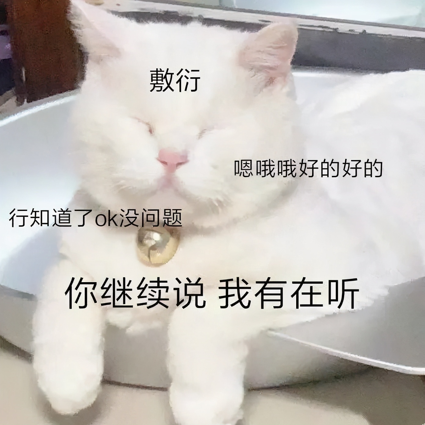 养猫真的不会被抓吗,央视辟谣养猫